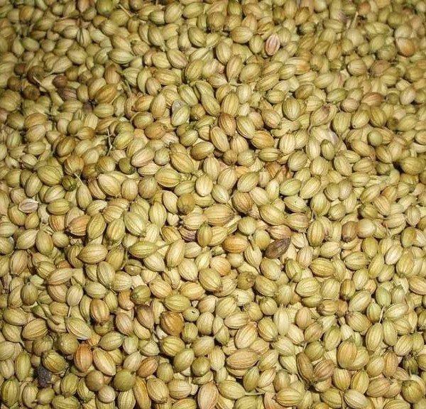 Coriander