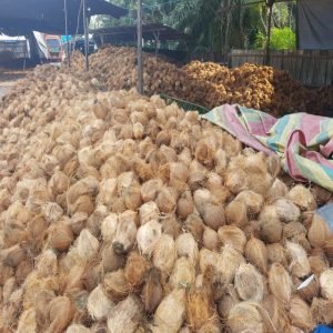 Coconut