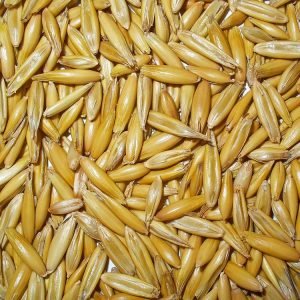 Barley Grain