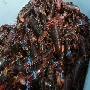 Crawfish