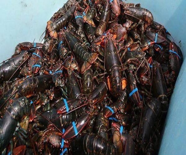 Crawfish