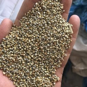 Millet