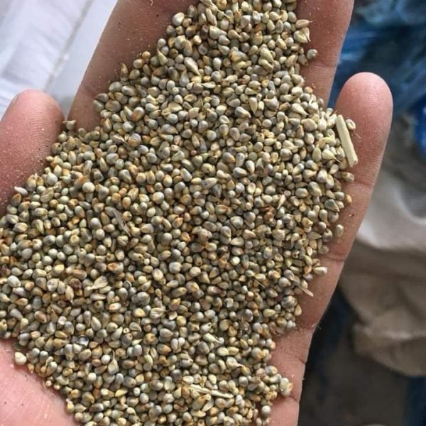 Millet