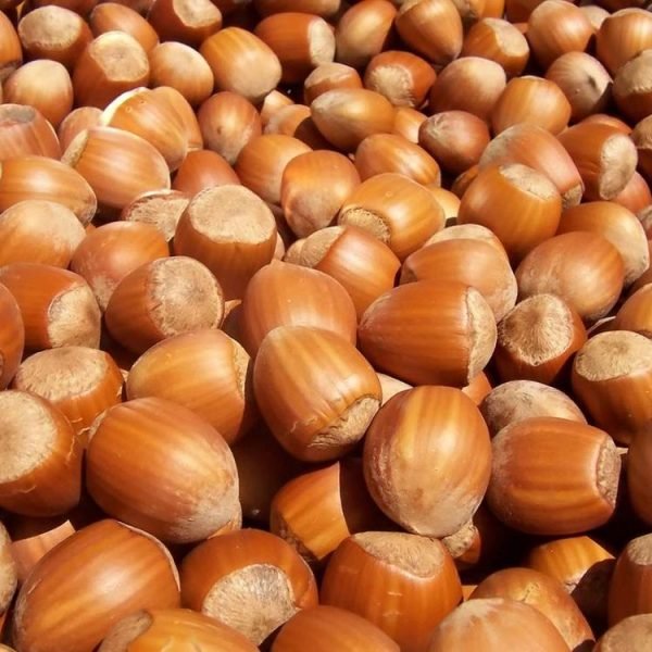 Hazelnuts