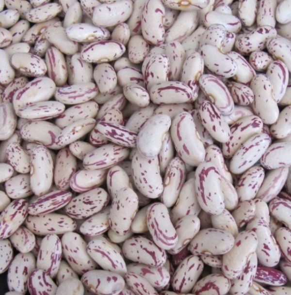 Sugar Beans
