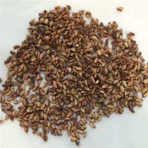 Pomegranate Seed