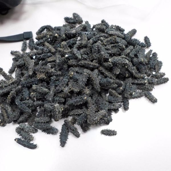 Dried Sea Cucumber