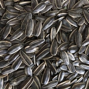 Sunflower Seed