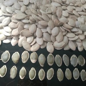 Pumpkin Seeds