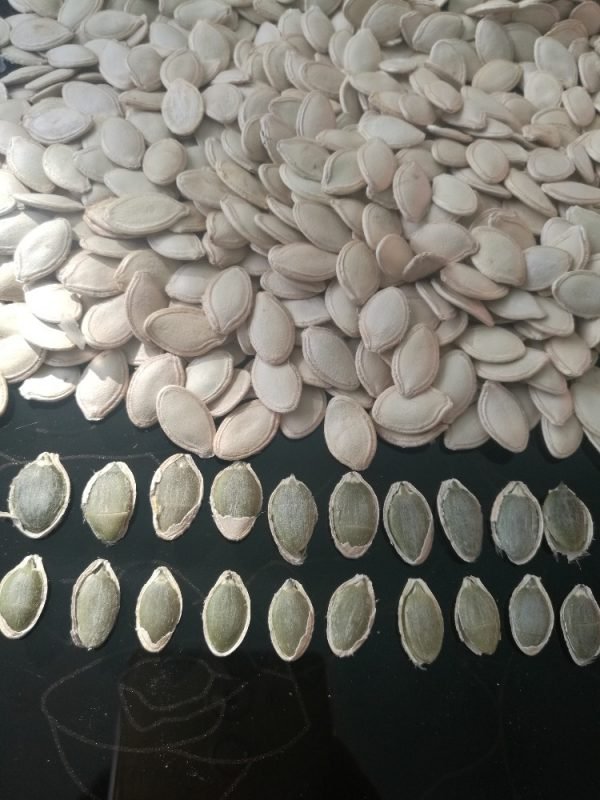 Pumpkin Seeds