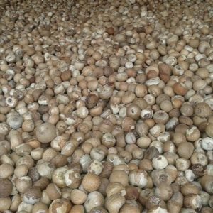Betel Nuts