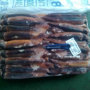 Squid