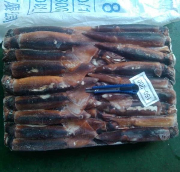 Squid