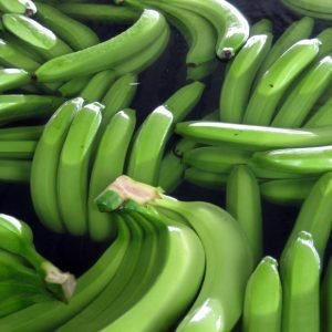 Cavendish Banana