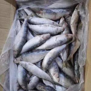 Sardine Fish