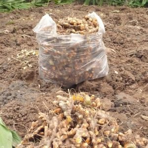 Turmeric