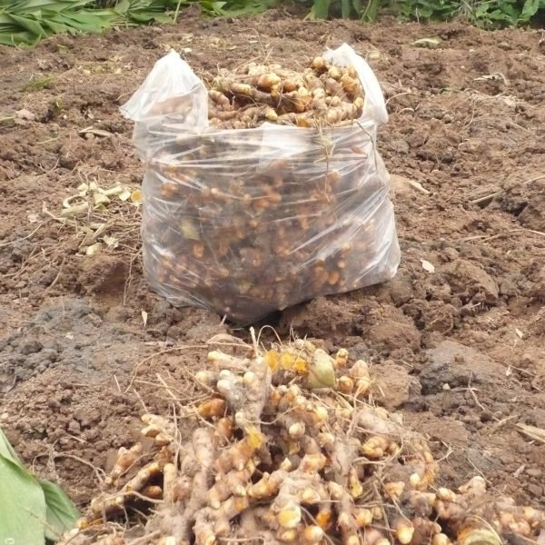 Turmeric