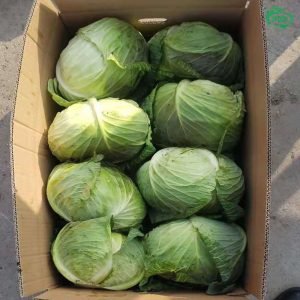 Fresh Cabbages