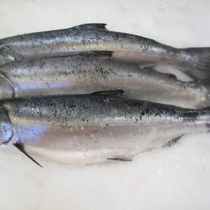 Frozen Salmon Fish