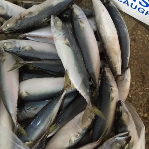 Frozen Mackerel Fish