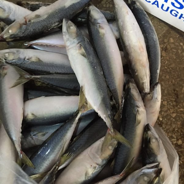 Frozen Mackerel Fish