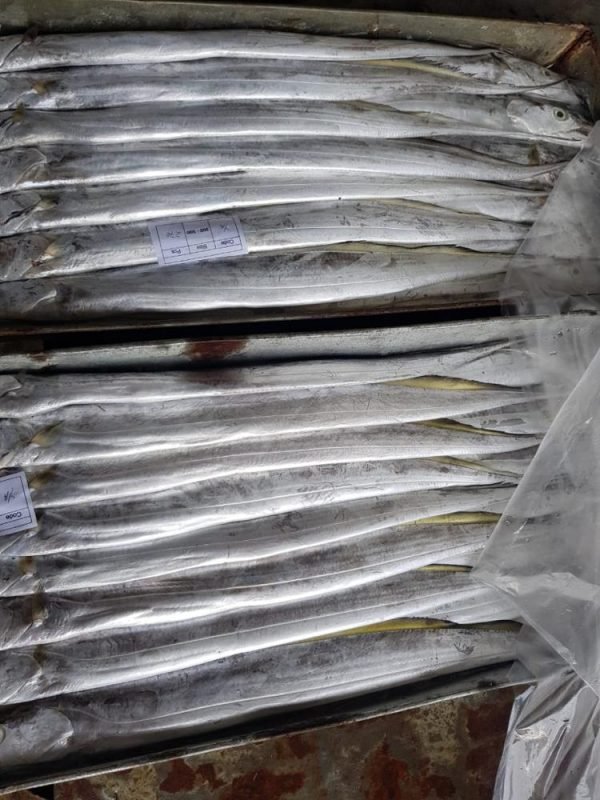 Ribbon Fish