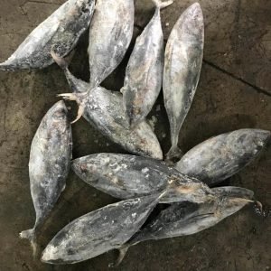 Frozen Yellowfin Tuna