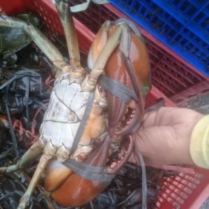 Mud Crab & King Crab