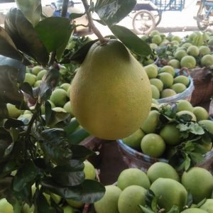 Grapefruits