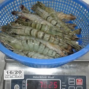 Shrimp