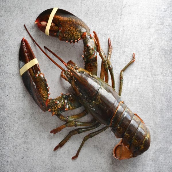 Spiny Lobster