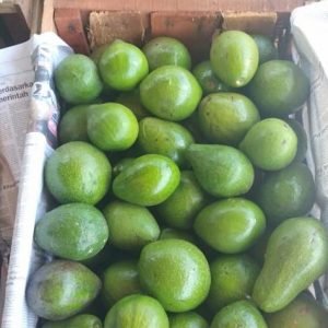 Fresh Avocado