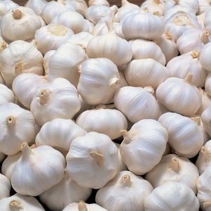 Garlic